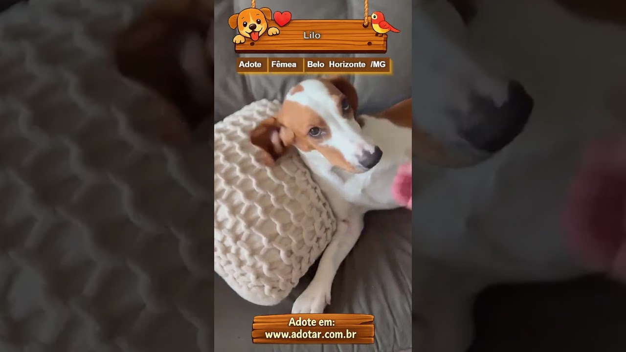 Cachorro raça SRD-ViraLata idade 7 a 11 meses nome Lilo