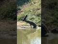 Even In Death Honey Badgers Are Tough Croc Honeybadger