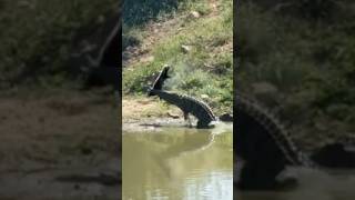 Download lagu Even in death honey badgers are tough!!! 🤯 #croc #honeybadger mp3 Download lagu Even in death honey badgers are tough!!! 🤯 #croc #honeybadger mp3