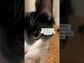 CUTE Tuxedo Cat Loves Catnip Scratching Spot