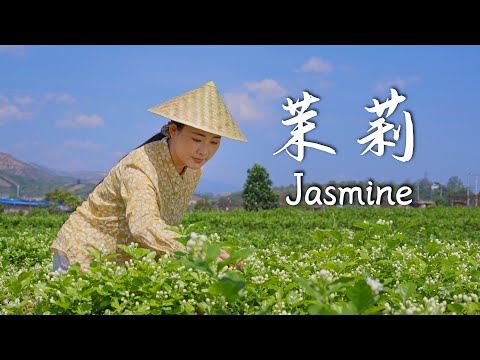 Jasmine-The scent of jasmine is the finest fragrance in the world.【滇西小哥】