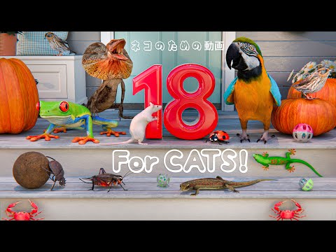 Katzenspiel: Papageien, Eidechsen, Mäuse, Krabben, Seile, Marienkäfer - 6 Stunden - Game for Cats 18