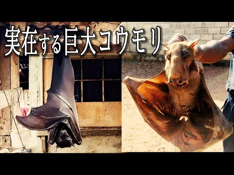 世界最大のオオコウモリのコロニー