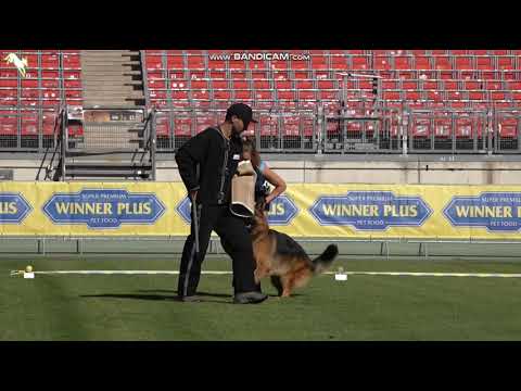 1088 Erasmus vom Holtkämper Hof - TSB BSZS-2023