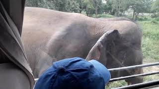 preview picture of video 'Ridiyagama Safari Park Sri Lankan Elephants'
