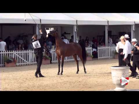 N.69 ABILENE PCF - Menton 2015 - Mares 8 years old & above (Class 5)
