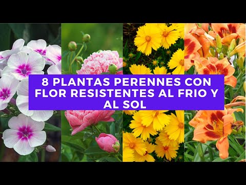 8 plantas PERENNES con FLOR resistentes al FRÍO ❄️ y al SOL ☀️