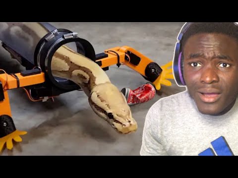 Moballa1 React To Giving Snake Their Legs Back