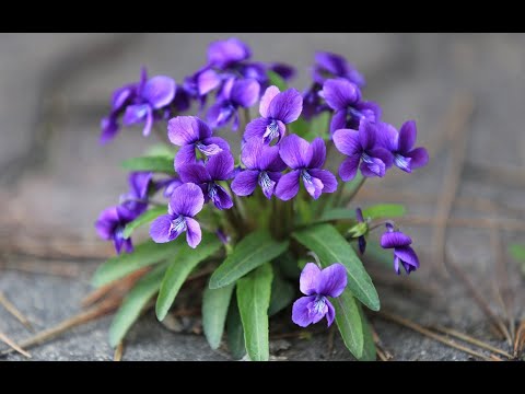 Sonet, de Alexandru Vlahuta