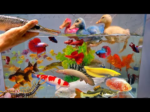 Tổng hợp các video cá cảnh đẹp, động vật dễ thương, vịt, cá lia thia, cá betta, cá sấu, cá rồng