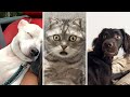 Get Ready To Laugh Funny Cat Dog Videos 2025