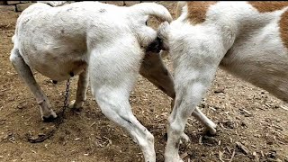 RuralDogs Appelzeller Sennenhund vs Labrador Retri