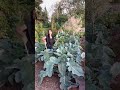 Thousandhead Kale Shorts