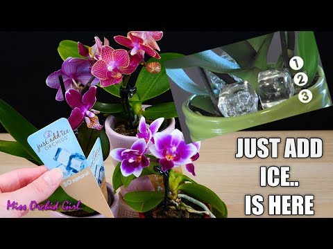 The problem with Just Add Ice Orchids - I found 3 Ice Mini Phalaenopsis at the flower shop 😱
