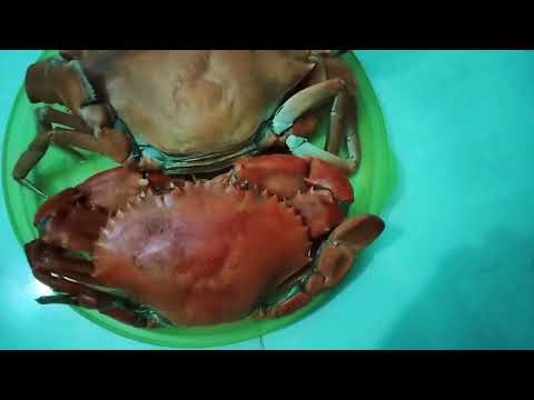 Cua Hấp Nước Dừa Xiêm-Cua Biển Hấp Nước Dừa