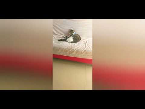 #elsagatuber canción👍🏻