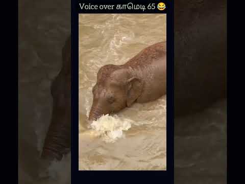 உள்நீச்சல் அடிக்கும் யானை 😂 #comedy  #shortsfeed #elephant ##comedystorestamil #shorts