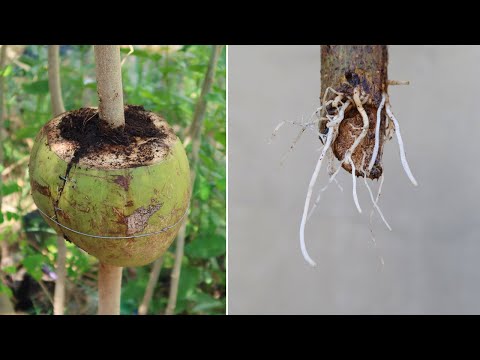 Let s grow bitter melon for your family this way it s very fruity and easy to make