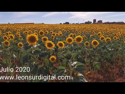 Mar de girasoles. Carbajal de Fuentes (León)