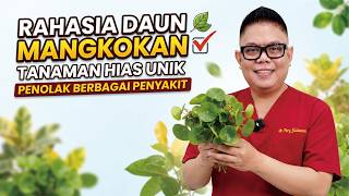 Download lagu THE SECRET OF SHIELD ARALIA LEAVES: A UNIQUE ORNAMENTAL PLANT THAT FIGHTS VARIOUS DISEASES mp3