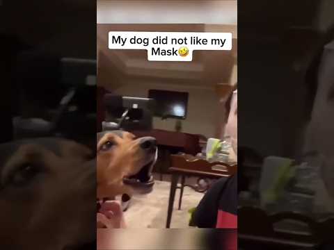 #funny #dogs #pet #dogscats#dogshorts #dog#doglover#doglife