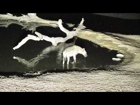 Djuma: Lone Hyena comes for a quick drink at pan then calling before laying down  - 02:30- 10/26/18