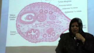 Dr Gehan Ovary 1-3-2014