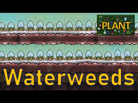 Oxygen Not Included - Plant Tutorial Bites - Waterweeds