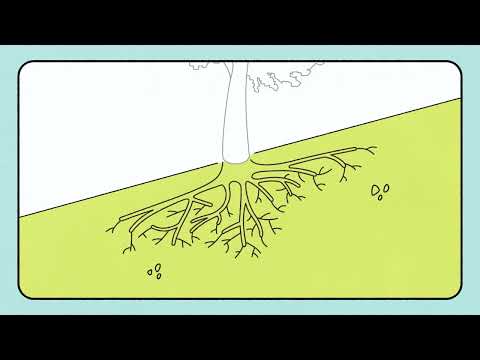 Preparing a Tree Protection Plan