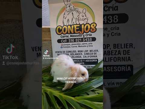 conejos minilop. pidelo ya WhatsApp 3168215438 San Vicente ferrer Antioquia #rabbit #criadero