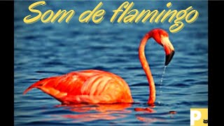 Som do flamingo - Som de animais - efeito sonoro - flamingo sound - V1k1 - Yn4n