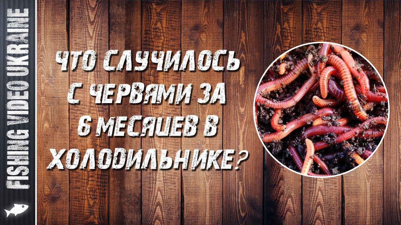 Ящики для калифорнийских червей. Выращивание червей в ящиках. Схема требования хранения продуктов. Живец в холодильнике. Опыты с подкармливание червей.