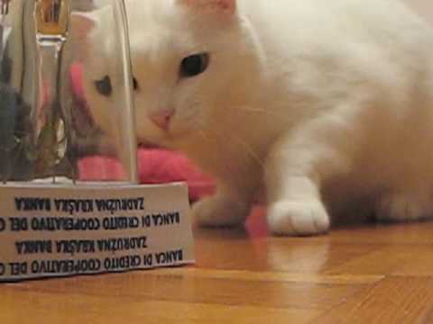 Peggy and the grasshopper (part 2)