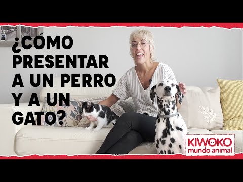 Cómo presentar a un perro y un gato 🐱🤝🐶
