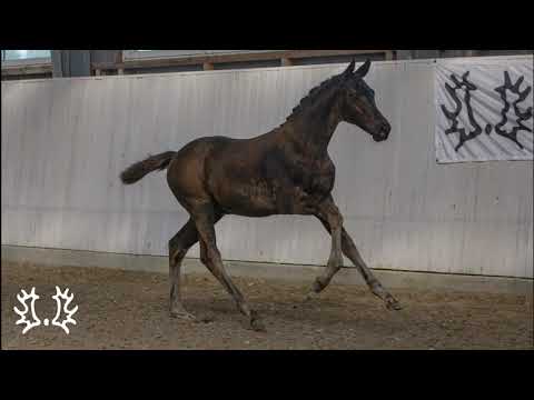 Kat. Nr. 68 - Colt "Hamilton" by Ivahoe - Lacroze Selsö