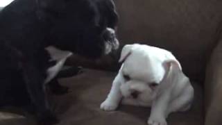 Harley - Lauren's White French Bulldog Puppy