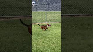 Video preview image #1 Mutt Puppy For Sale in Rootstown, OH, USA