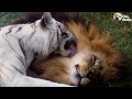 White Tiger, Lion Couple Living at Roadside Zoo Are FINALLY Freed | The Dodo