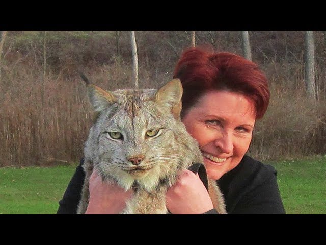 Pronunție video a lynxes în Engleză