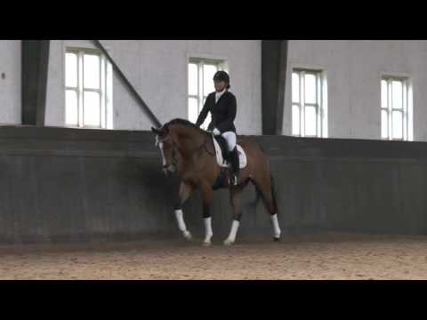 Nemo  (Nemax / Tornado XX)