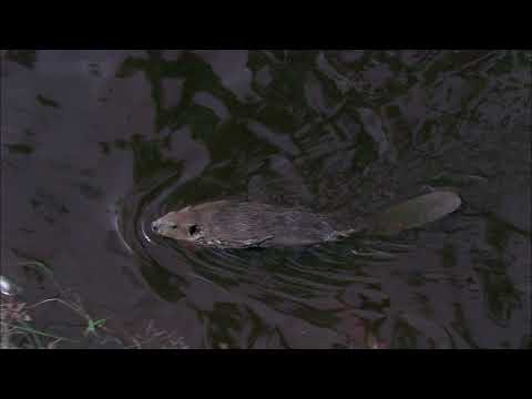 Приключения бобрёнка - Trailer