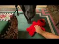 Tickle Me Elmo Max 1