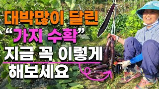 가지 잎을 꼭 따줘야하는 이유는? 대박 많이 달린 가지 수확 방법 가지재배 가지곁순제거