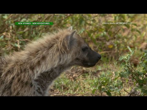 Amazing Earth: Amazing na kuwento ng mga hyena, meerkat, at iba pa