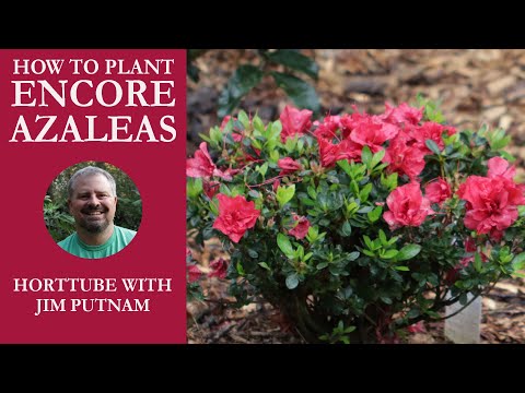 How to Plant Encore® Azaleas