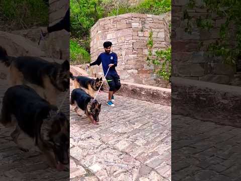 Dogs Training | Dogs Lover | #viral #trending #new