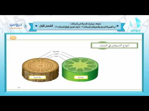 السادس الابتدائي | الفصل الدراسي الأول 1438 | علوم | عمليات الحياة في النباتات 1