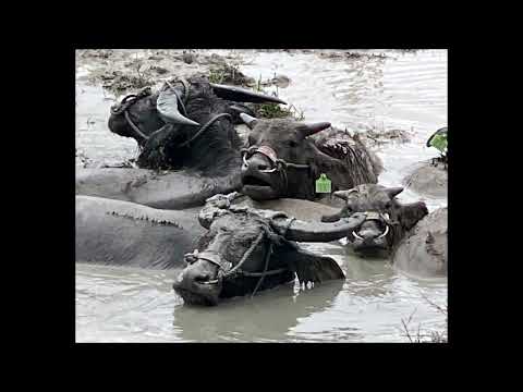 新北18隻野化水牛移置台東  議員籲列保育教材[影]