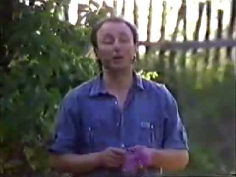 Ljubisa Stankovic Tisa - Biseri vlaske muzike