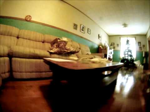 PugCam using my GoPro